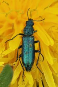 <i>Psilothrix viridicoerulea</i>