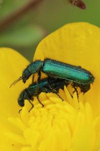 <i>Psilothrix viridicoerulea</i>