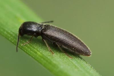 <i>Agriotes</i>