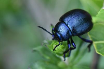 <i>Timarcha goettingensis</i>