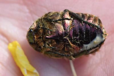 <i>Cetonia aurata</i>