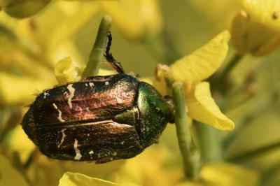 <i>Cetonia aurata</i>