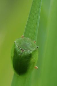 <i>Cassida viridis</i>