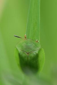 <i>Cassida viridis</i>