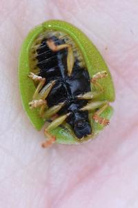 <i>Cassida viridis</i>