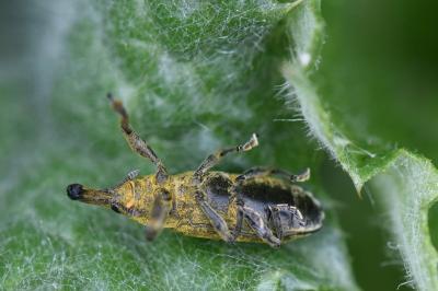 <i>Lixus pulverulentus</i>