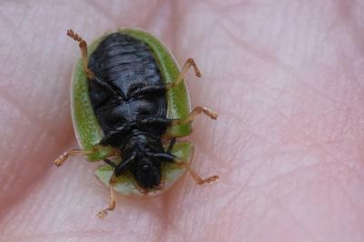 <i>Cassida rubiginosa</i>