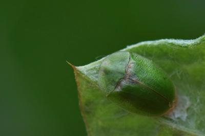 <i>Cassida rubiginosa</i>