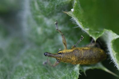 <i>Lixus pulverulentus</i>