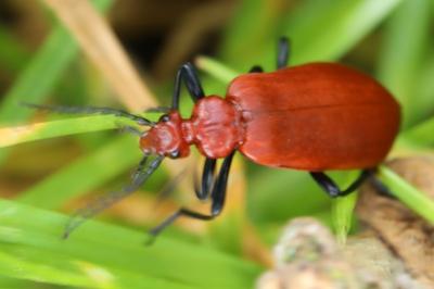 <i>Pyrochroa serraticornis</i>