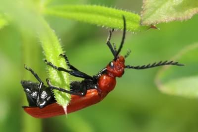 <i>Pyrochroa serraticornis</i>