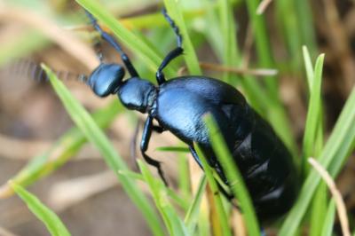 <i>Meloe violaceus</i>