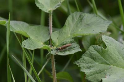 <i>Agapanthia villosoviridescens</i>