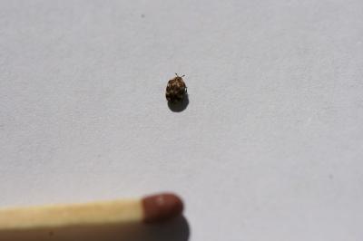<i>Anthrenus verbasci</i>
