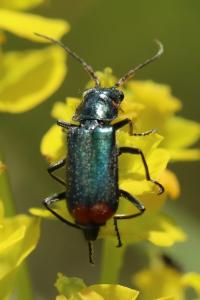 <i>Malachius bipustulatus</i>