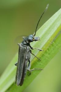 <i>Oedemera</i>