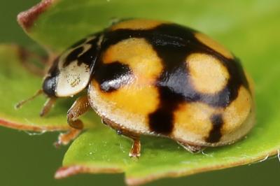 Adalia decempunctata