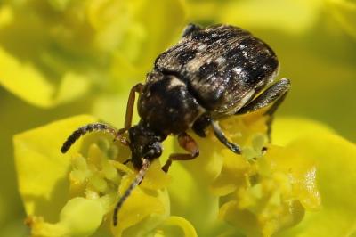 <i>Bruchus</i>