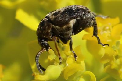 <i>Bruchus</i>