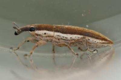 <i>Lixus ochraceus</i>