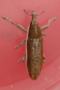 <i>Lixus ochraceus</i>
