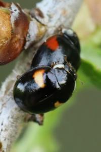 <i>Adalia decempunctata</i>
