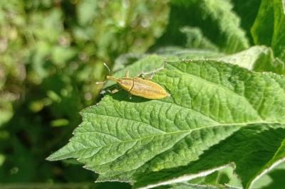 <i>Lixus iridis</i>