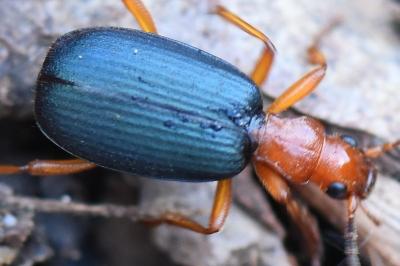<i>Brachinus</i>