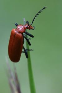 <i>Pyrochroa serraticornis</i>
