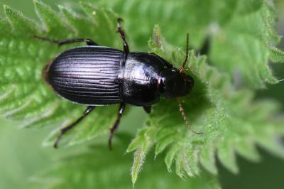 <i>Harpalus</i>