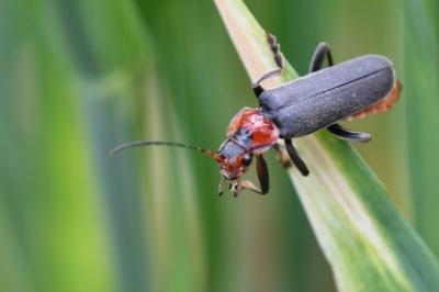 <i>Cantharis fusca</i>