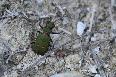 <i>Cicindela campestris</i>
