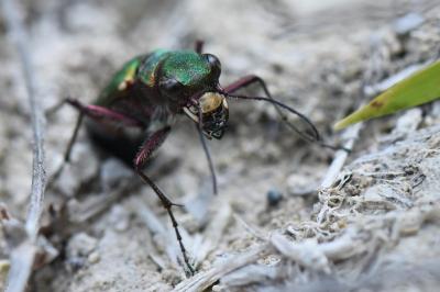 Cicindela campestris