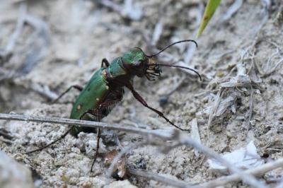 <i>Cicindela campestris</i>