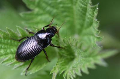 <i>Harpalus</i>