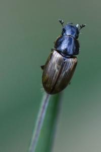 <i>Melinopterus prodromus</i>