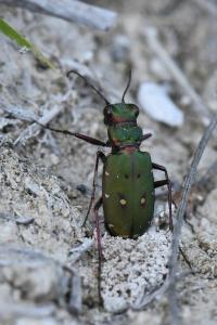 <i>Cicindela campestris</i>