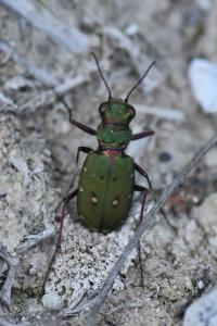 <i>Cicindela campestris</i>