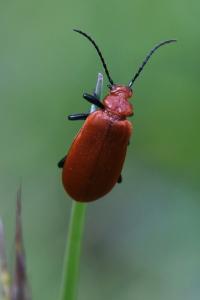 <i>Pyrochroa serraticornis</i>