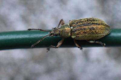 <i>Phyllobius pyri</i>