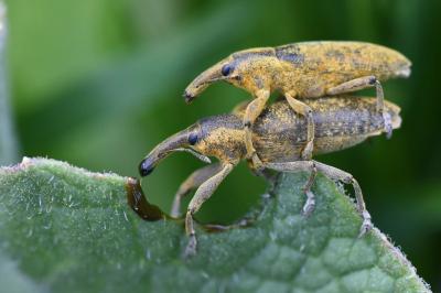 <i>Lixus pulverulentus</i>