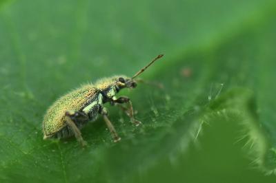 <i>Phyllobius betulinus</i>