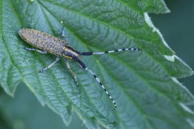<i>Agapanthia villosoviridescens</i>