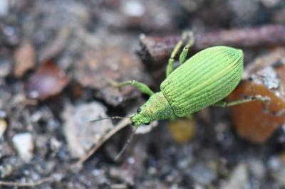 <i>Polydrusus planifrons</i>