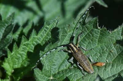 <i>Agapanthia villosoviridescens</i>