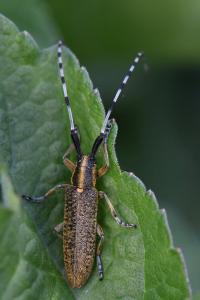 <i>Agapanthia villosoviridescens</i>