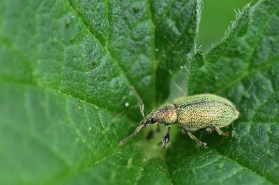 <i>Phyllobius betulinus</i>