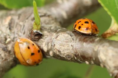 <i>Harmonia axyridis</i>