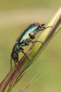 <i>Malachius bipustulatus</i>