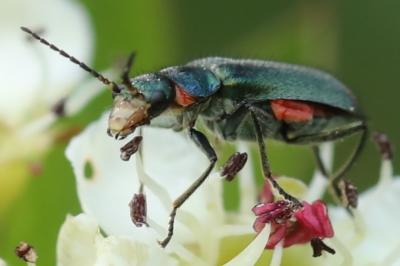 <i>Malachius bipustulatus</i>